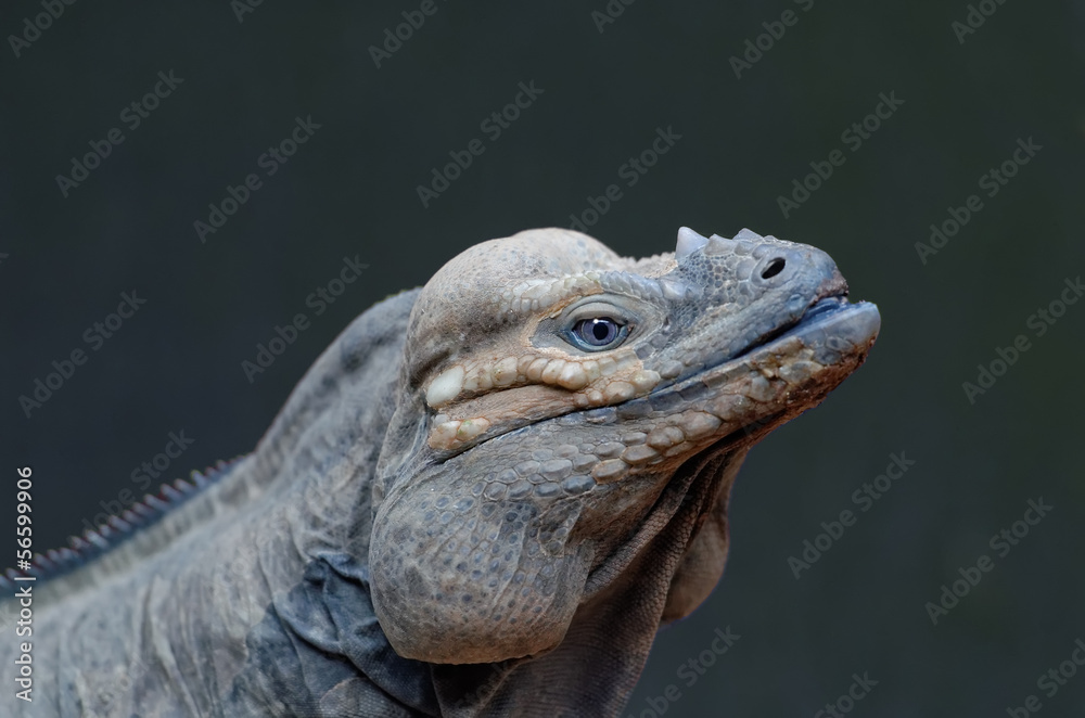 Obraz premium head iguana