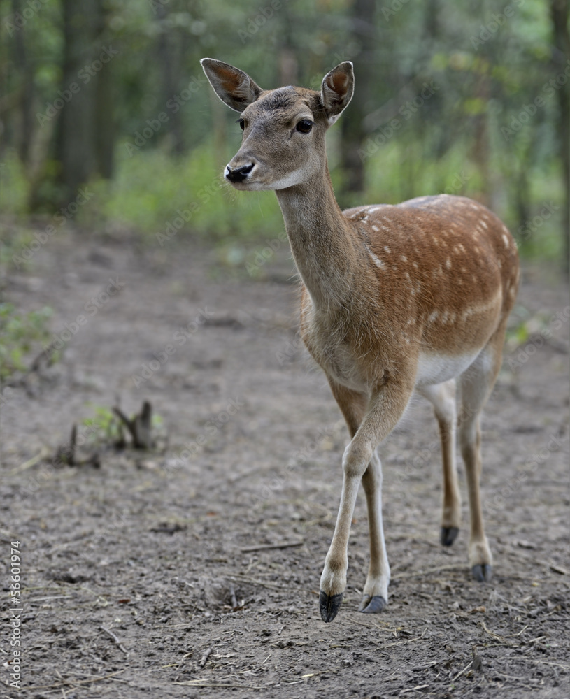 Obraz premium Spotted Dee