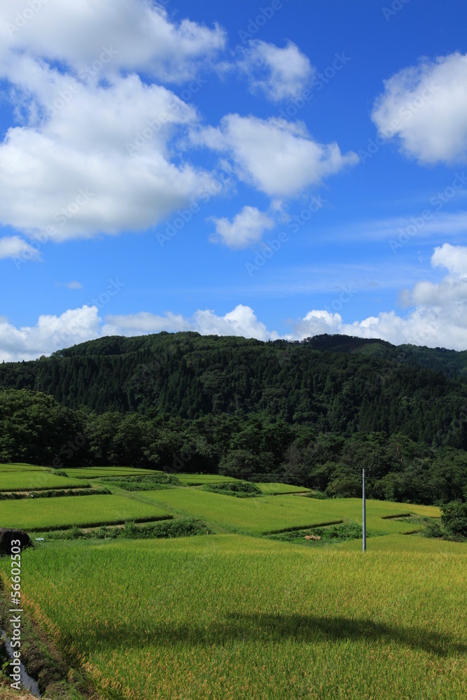 棚田 棚田
