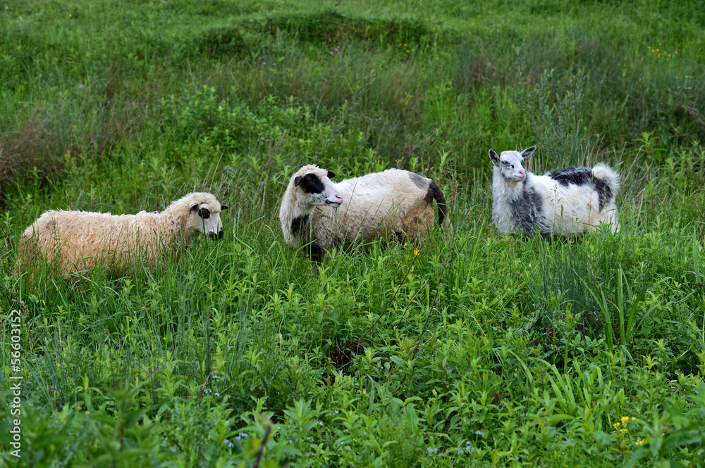 Fototapeta premium Sheep graze in a pasture in the mountains