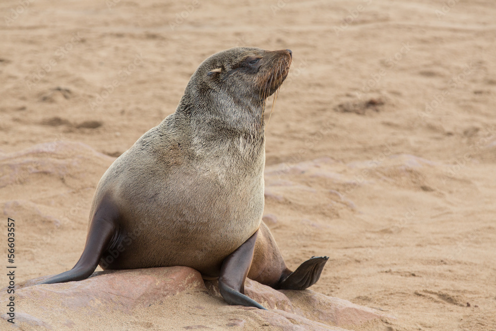 Naklejka premium Sea Lions