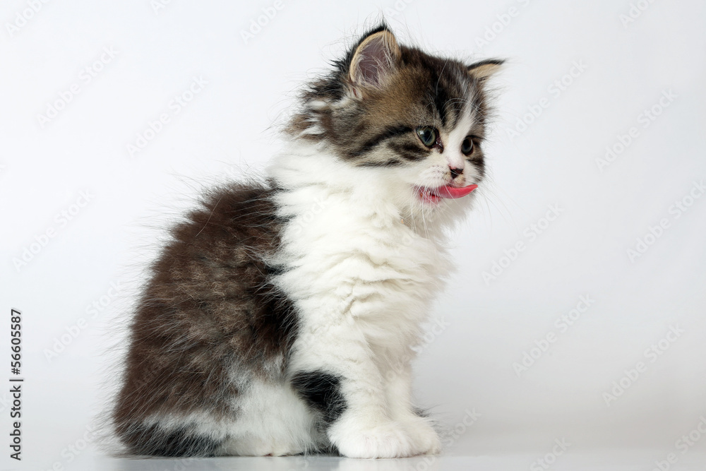 Katze streckt Zunge heraus