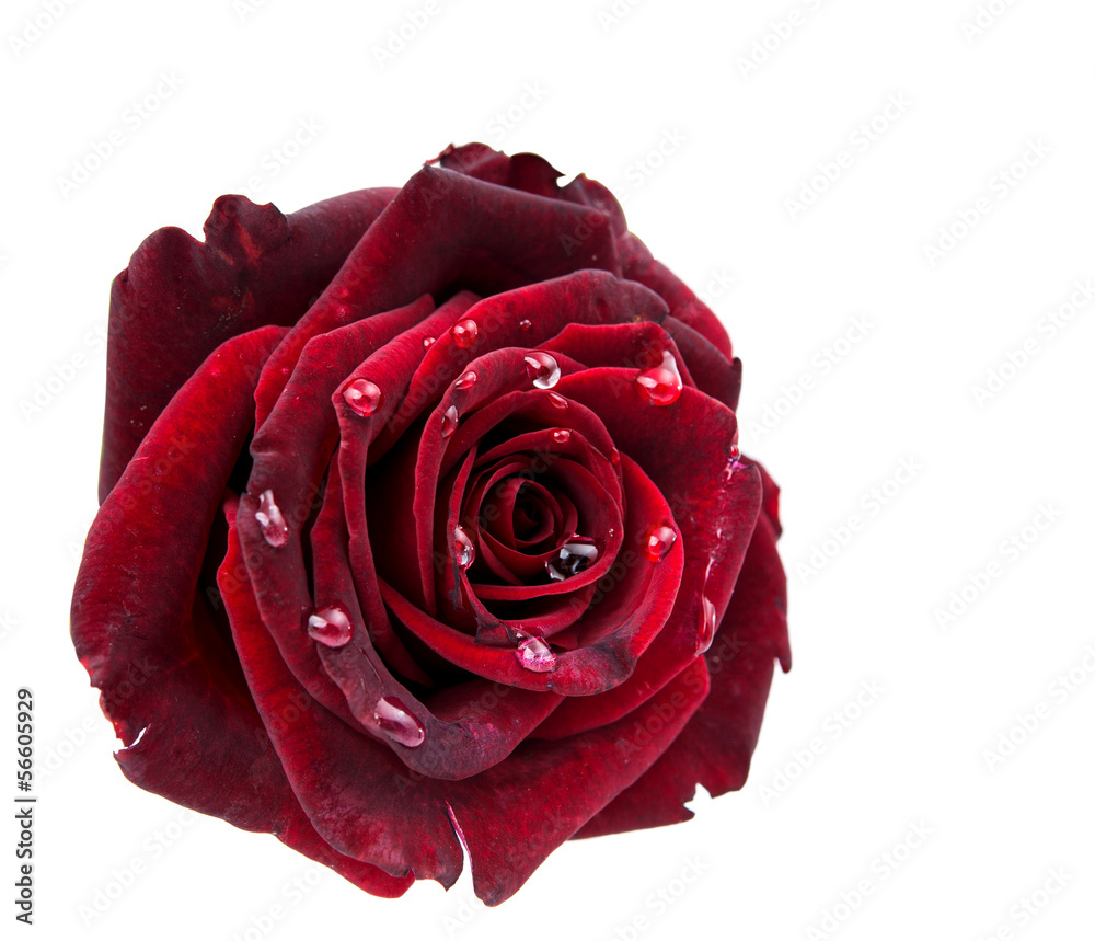 Fototapeta premium dark red rose