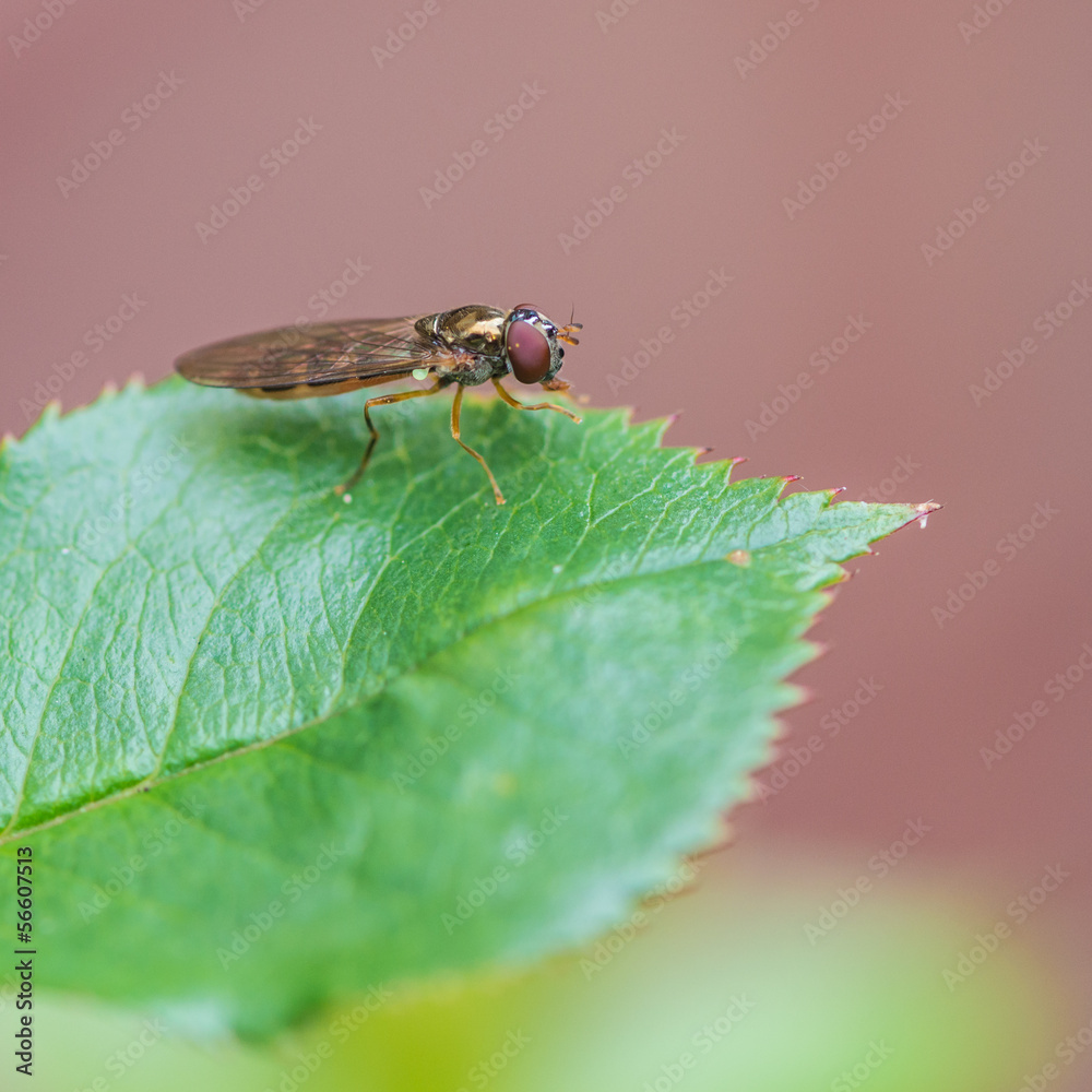 Fototapeta premium Just Waiting Around