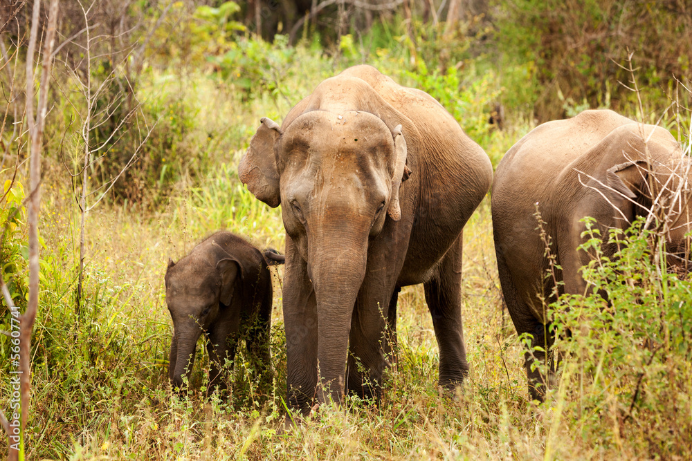 Elephant family in national park in Sri Lanka