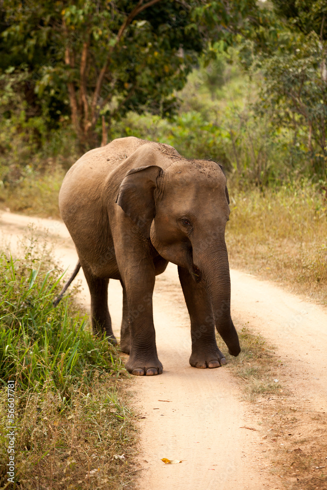 Elephant family in national park in Sri Lanka