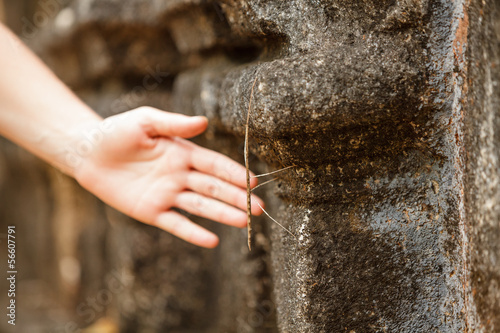 Εκτύπωση καμβά Phasmatodea crawling at wall of ancient temple in Sri Lanka