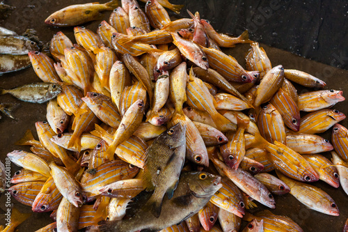Fish and seafood at seamarket in Sri Lanka photo
