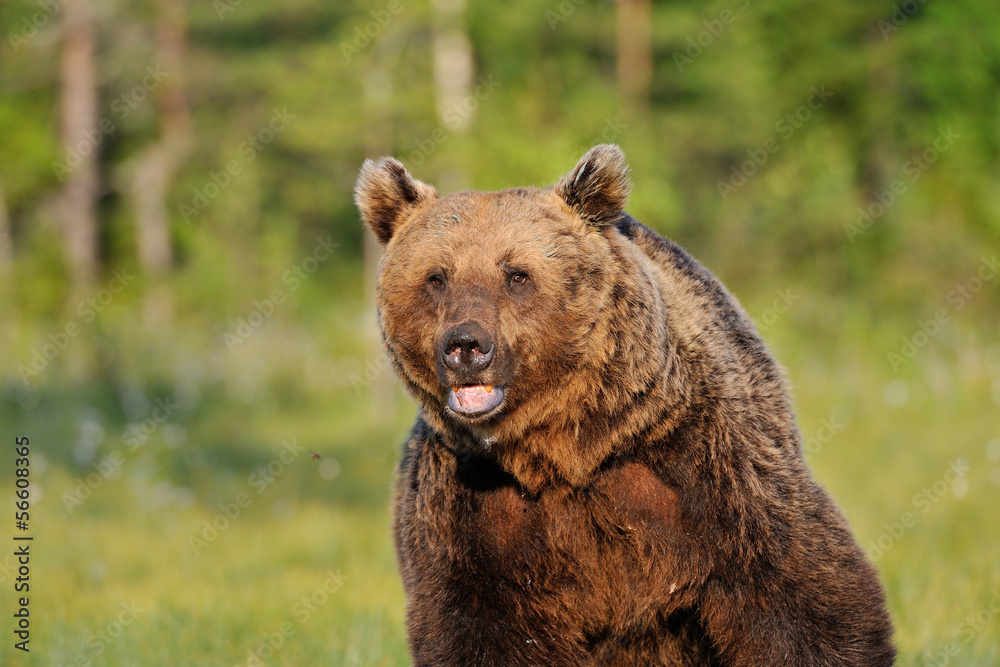 Big Brown Bear (Ursus Arctos) portrait Big Brown Bear (Ursus Arctos) portrait