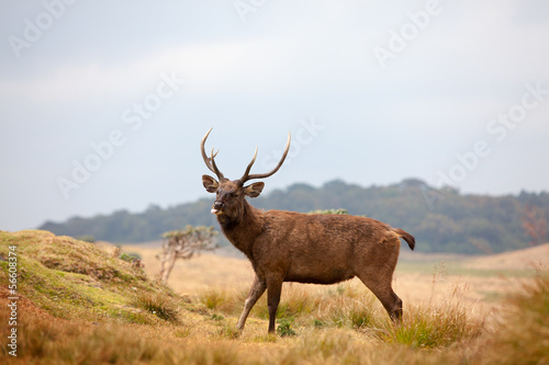 Sri Lankan sambar deer in Horton Plains national park photo
