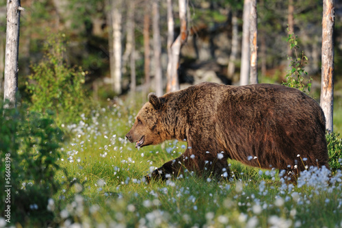 Bear walking