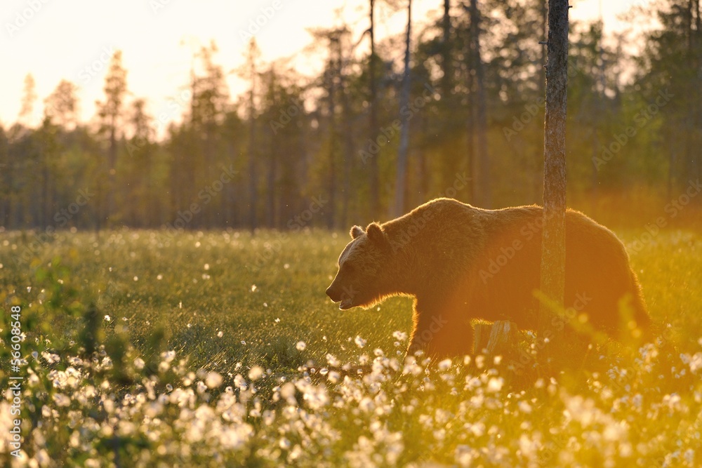 Naklejka premium Old brown bear (Ursus arctos) walking in sunset