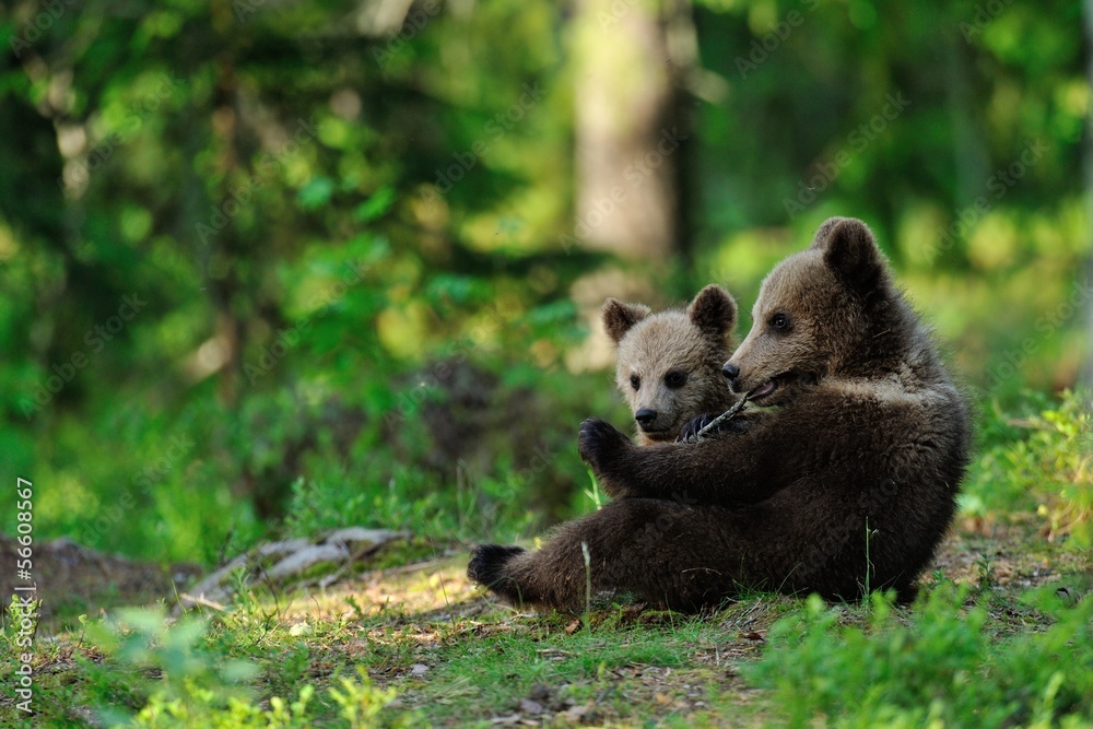 Obraz premium Brown bear cubs