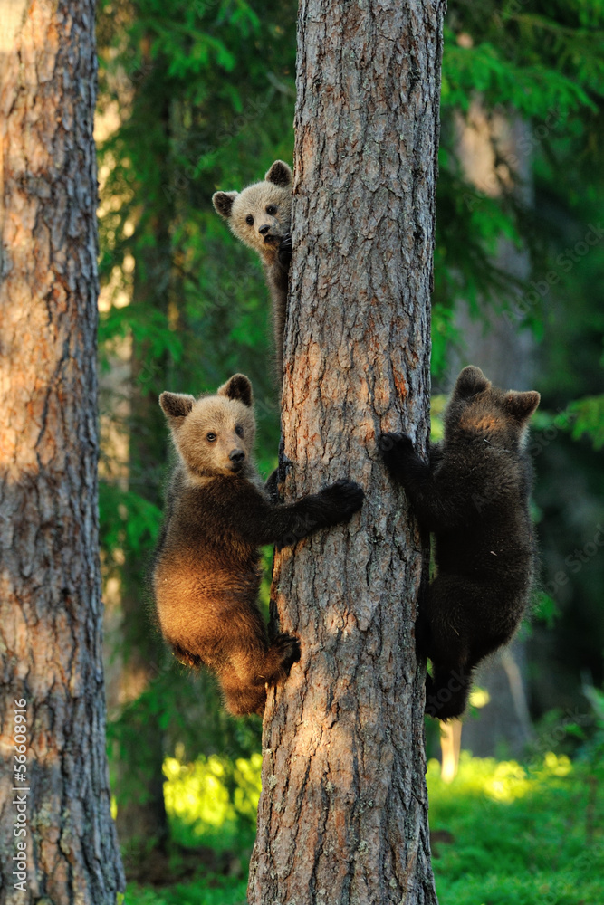 Obraz premium Bear cubs on a tree