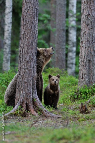 Brown bear cub with mother