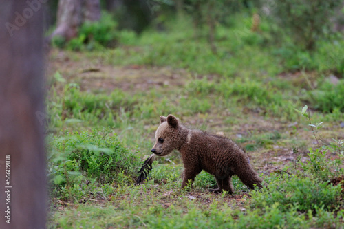 Little bear © Erik Mandre