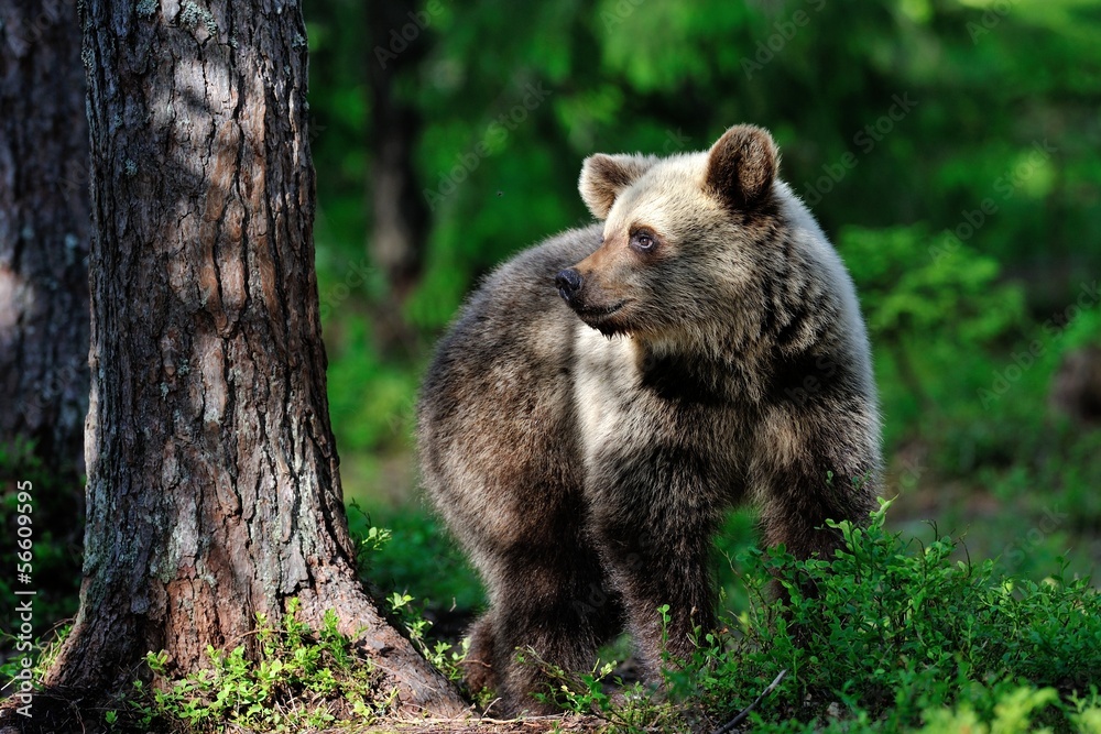 Brown bear in the forest at sunlight Brown bear in the forest at sunlight