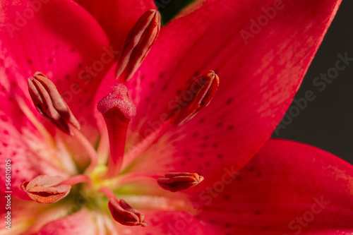 Fototapeta Naklejka Na Ścianę i Meble -  Dark pink lily on a black background