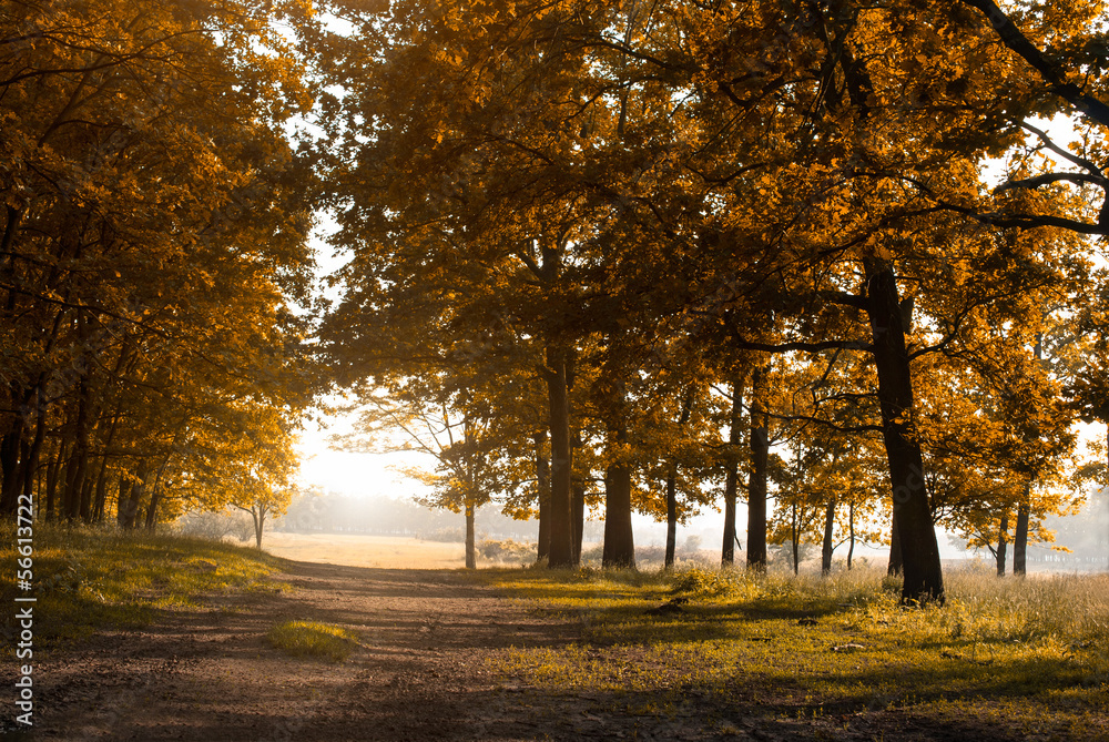 Fototapeta premium Autumn