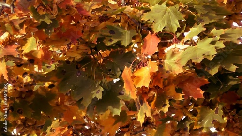 Maple leaves in autumm wind slow motion photo