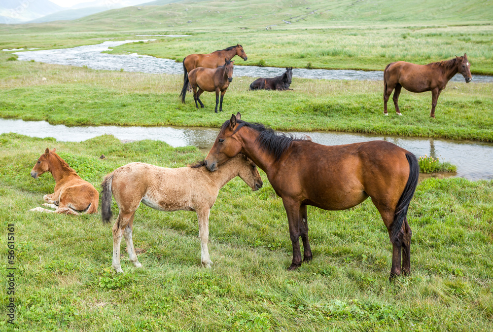 Horses with colts pasturing at the river Horses with colts pasturing at the river