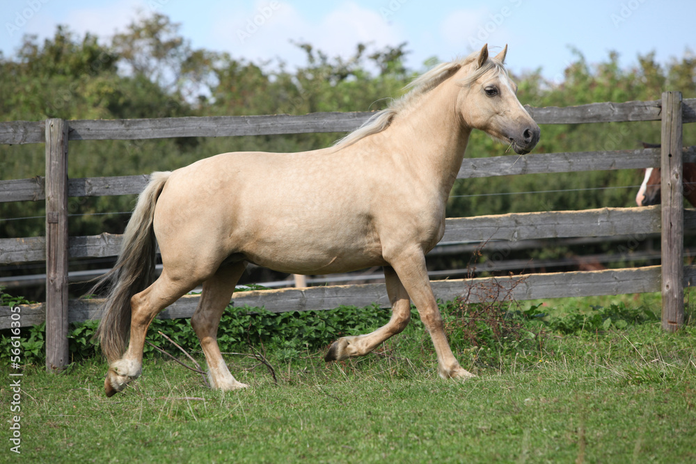 Beautiful palomino mare wunning on pasturage Beautiful palomino mare wunning on pasturage