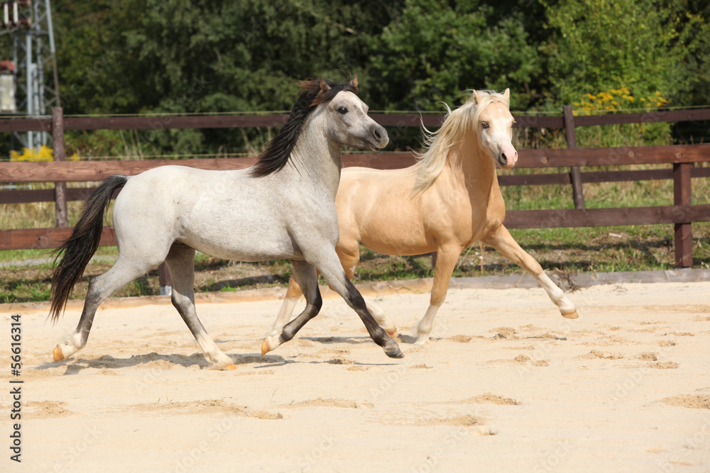 Two gorgeous stallions running together