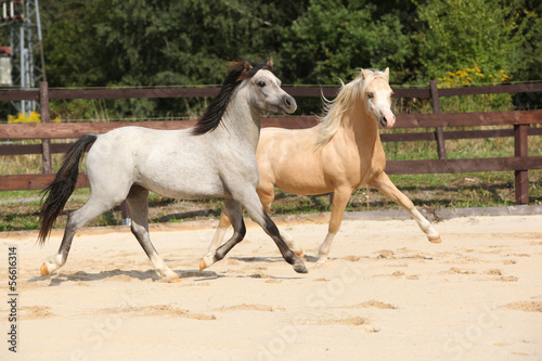 Two gorgeous stallions running together