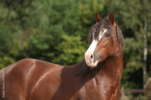 Gorgeous brown welsh cob stallion