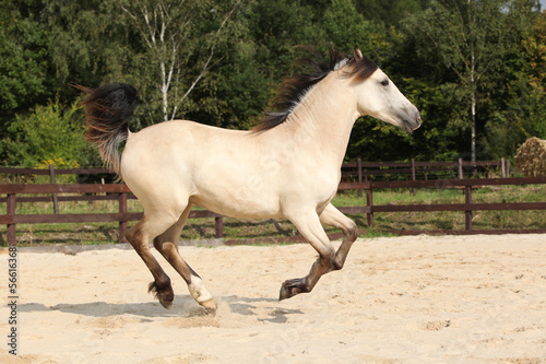 Gorgeous palomino stallion running