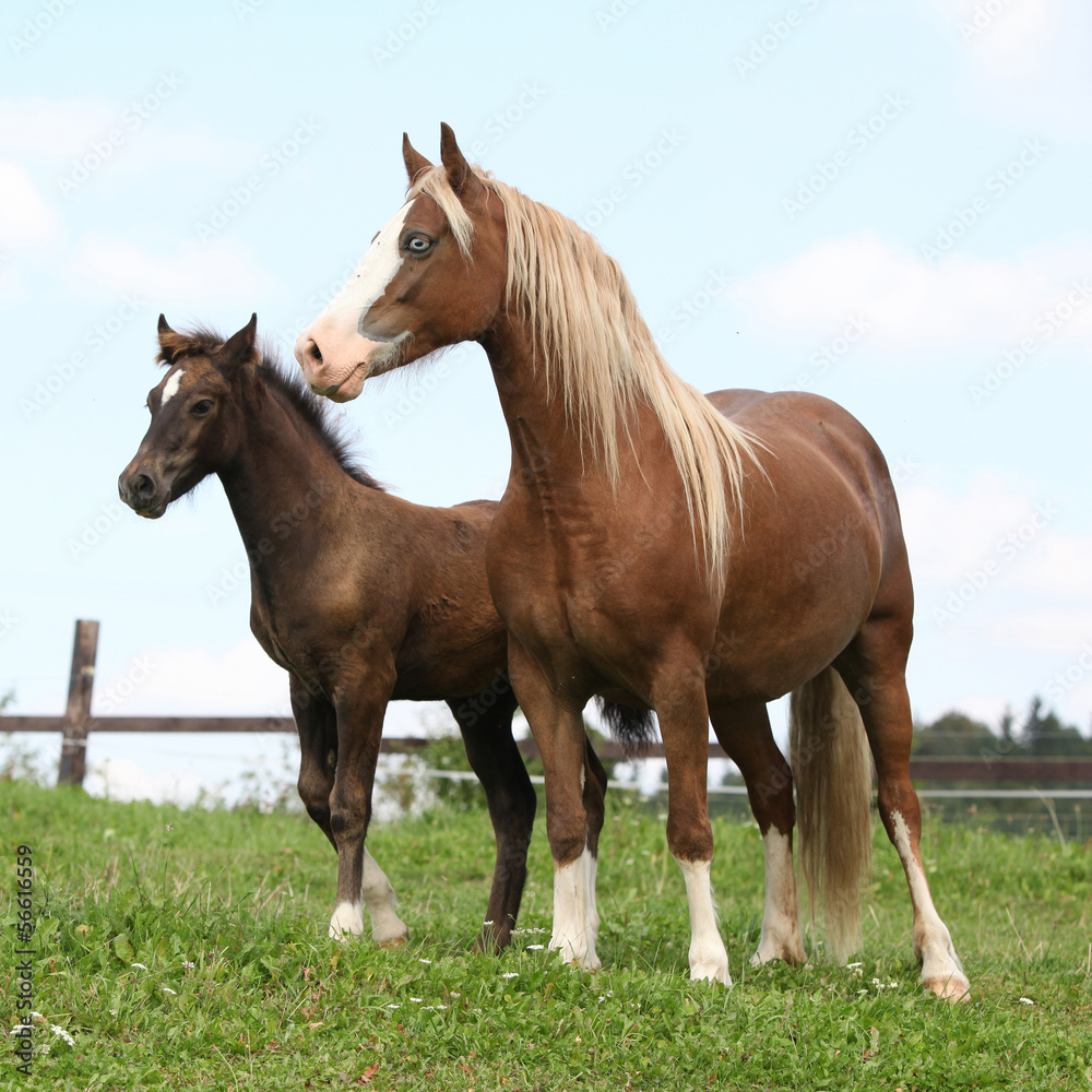 Brown mare with long mane standing next to the foal Brown mare with long mane standing next to the foal