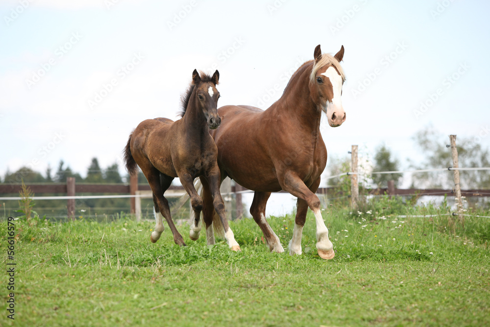 Beautiful mare with foal running