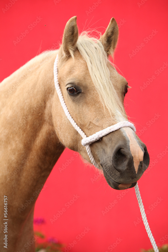Fototapeta premium Nice palomino pony