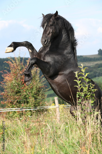 Fototapeta Naklejka Na Ścianę i Meble -  Beautiful black horse prancing on pasturage