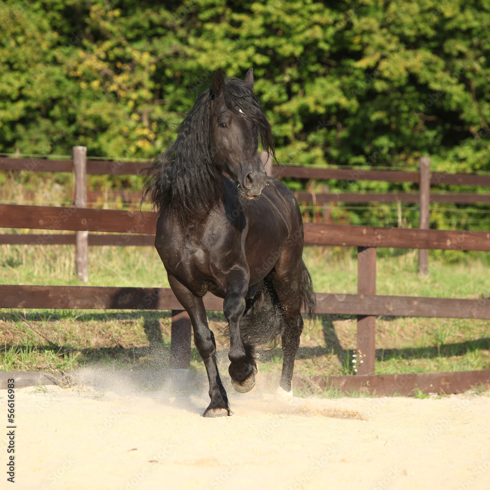 Fototapeta premium Gorgeous brown welsh cob running