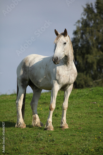 Nice white horse standing on pasturage