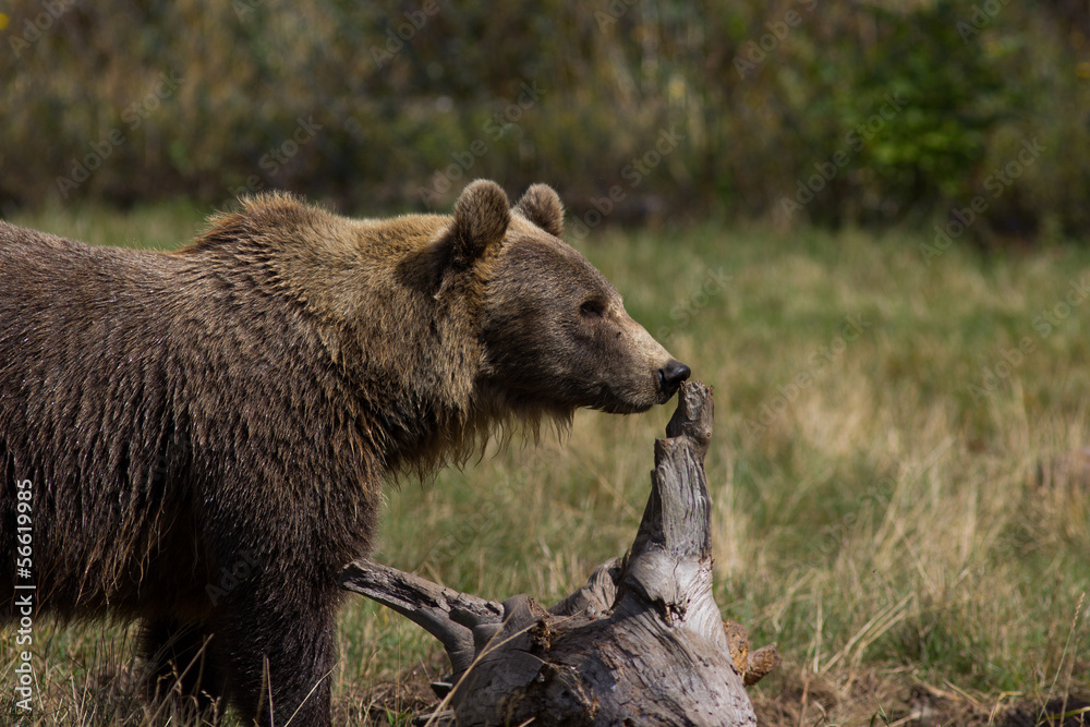 Braunbär Braunbär