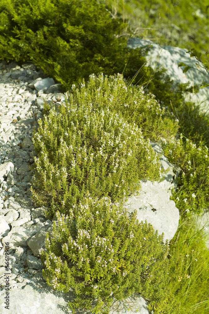 Winter Savory (Satureja montana) plant