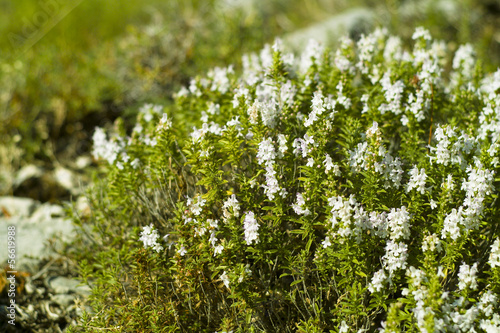 Winter Savory (Satureja montana) plant