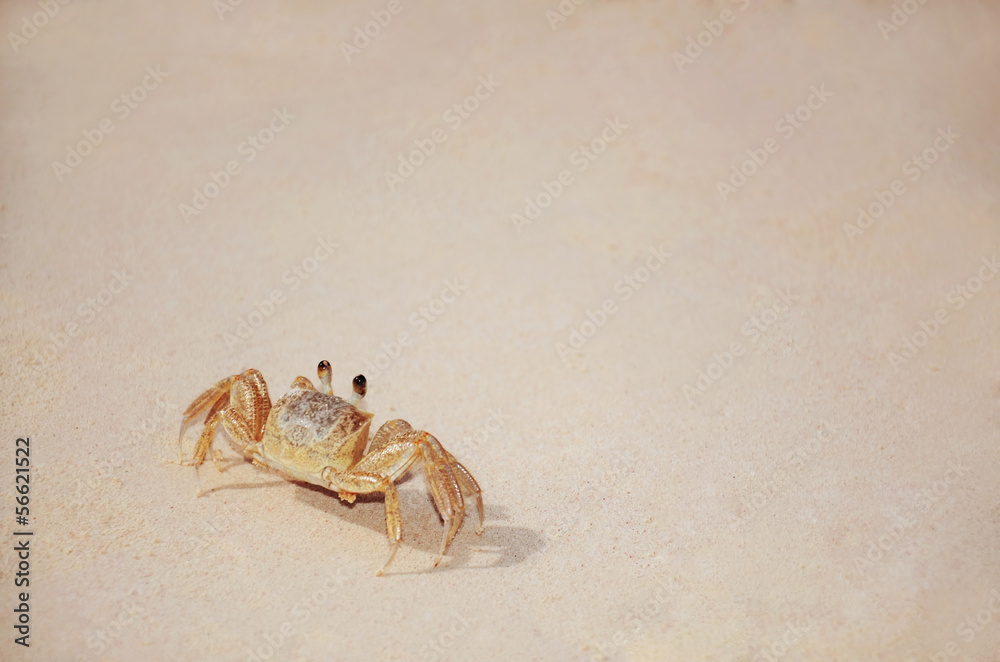 Beach crab