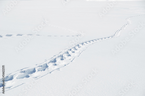 Wallpaper Mural Footsteps on the snow. Melchsee-Frutt, Switzerland Torontodigital.ca