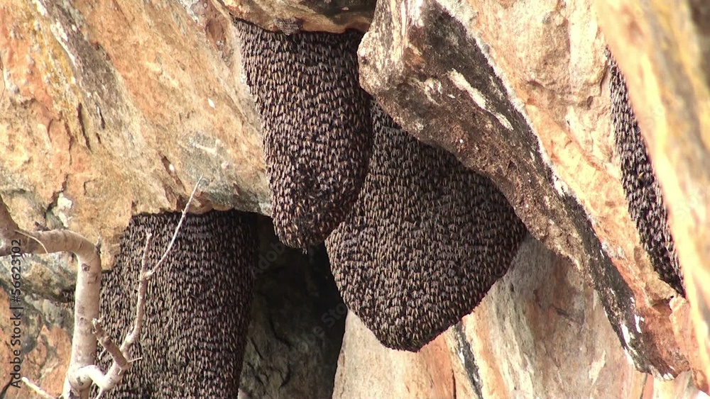 Beehives of Giant honey bee (Apis Dorsata) at Sigiriya's cliff.