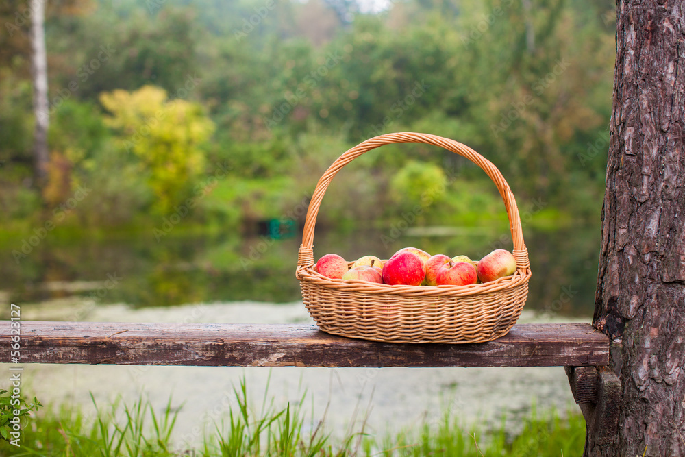 Big straw basket with red and yellow apples on a bench near the Big straw basket with red and yellow apples on a bench near the