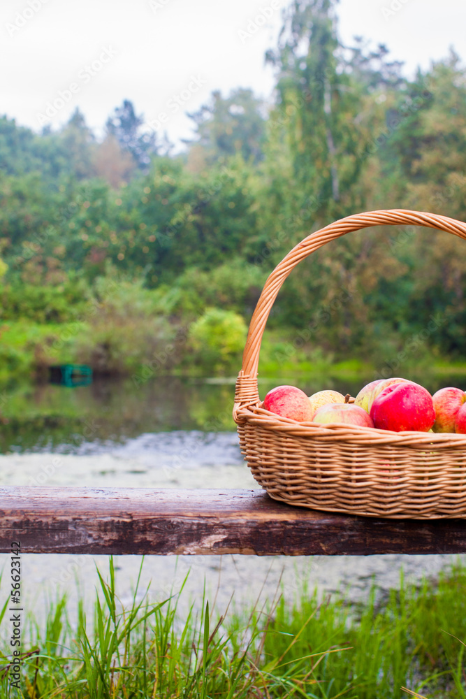 Close up of Big straw basket with red and yellow apples on a