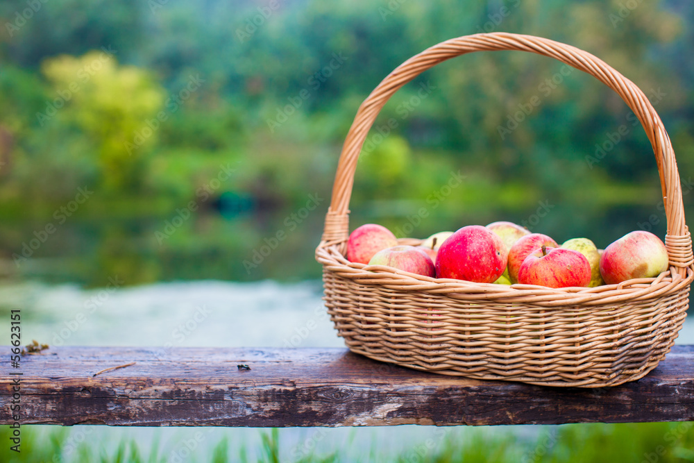 Big straw basket with red and yellow apples on a bench by the Big straw basket with red and yellow apples on a bench by the