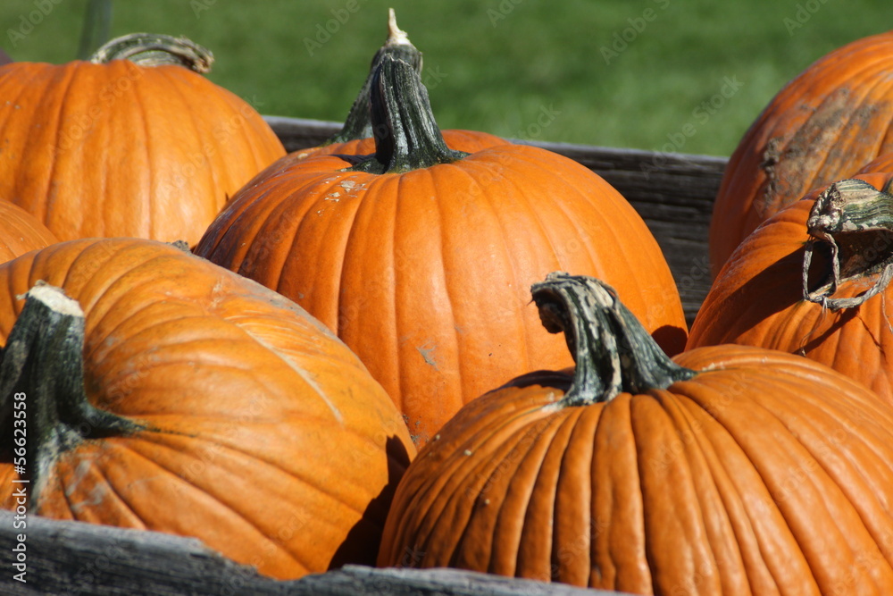 Pumpkins for Sale Pumpkins for Sale