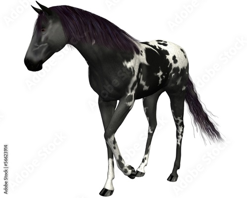 Black horse on a white background
