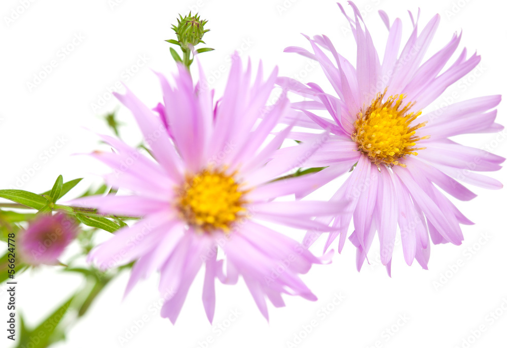 perennial asters perennial asters