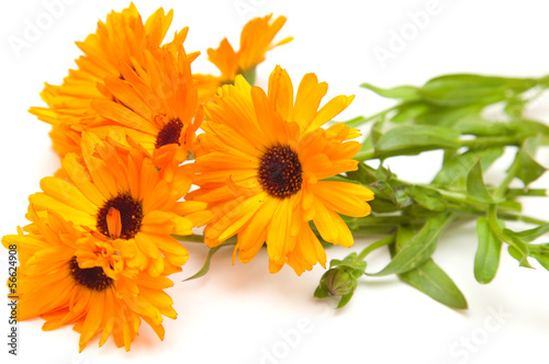 Fototapeta Naklejka Na Ścianę i Meble -  calendula isolated