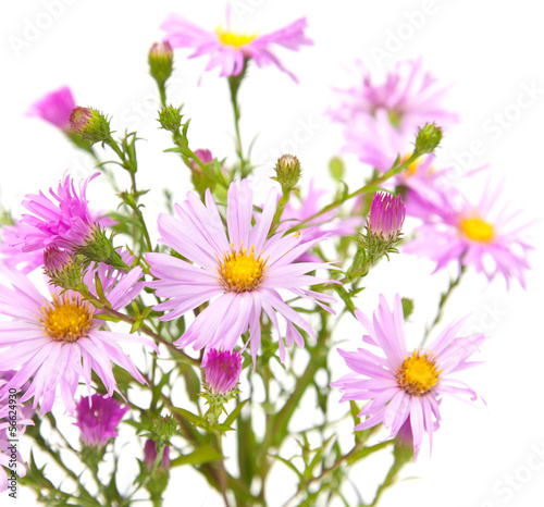 perennial  asters